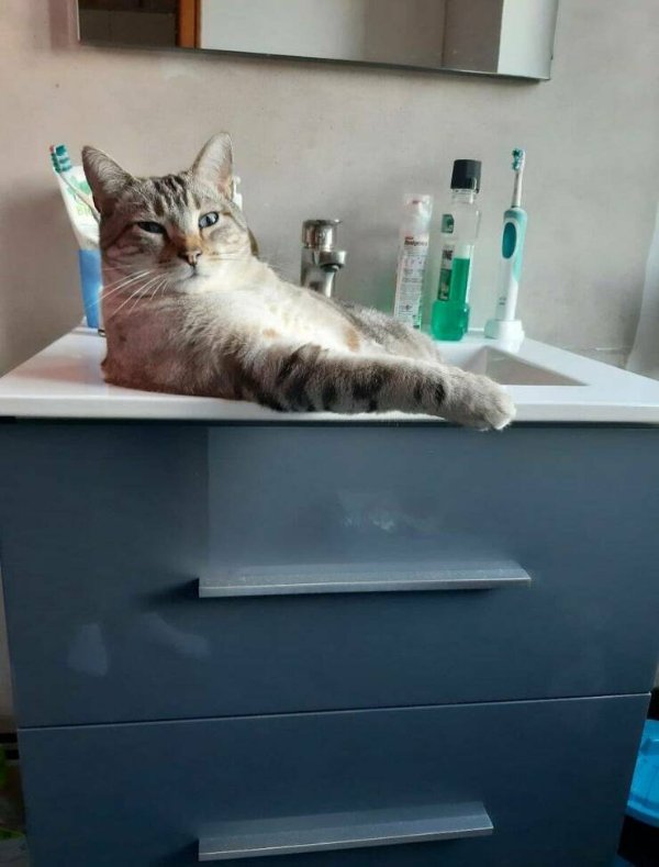 Funny Cats (25 pics)