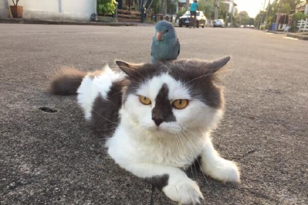 Funny Cats (25 pics)