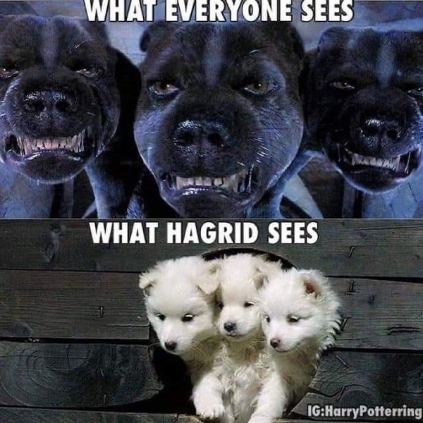 Memes About ''Harry Potter'' Movies (19 pics)
