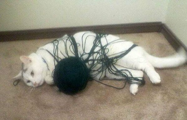Funny Cats (25 pics)