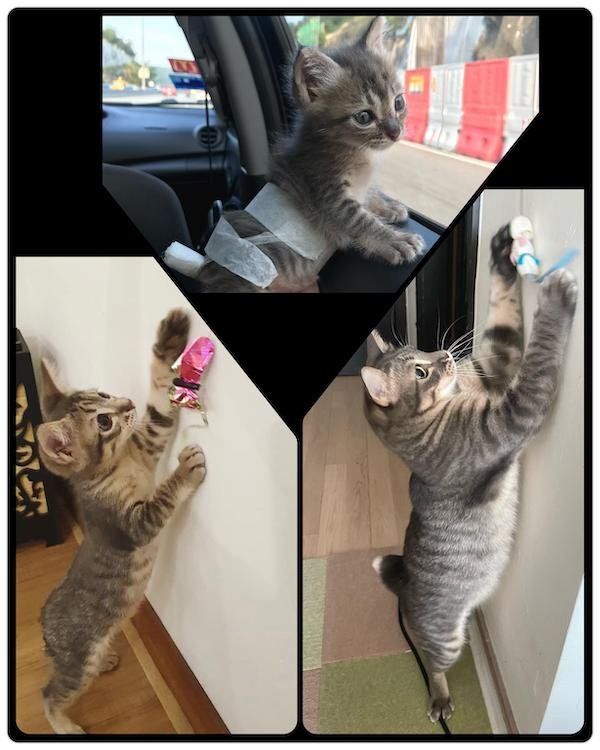 Cute Animals Before And After They Found Their Home (35 pics)