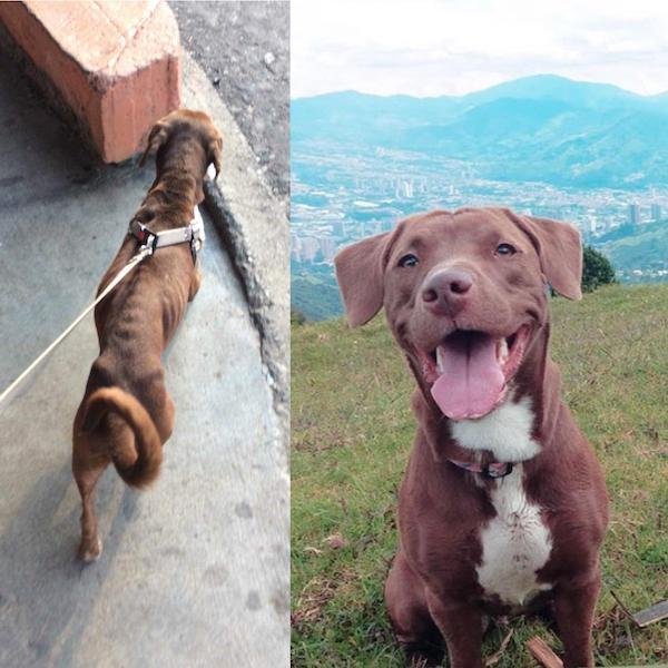 Cute Animals Before And After They Found Their Home (35 pics)