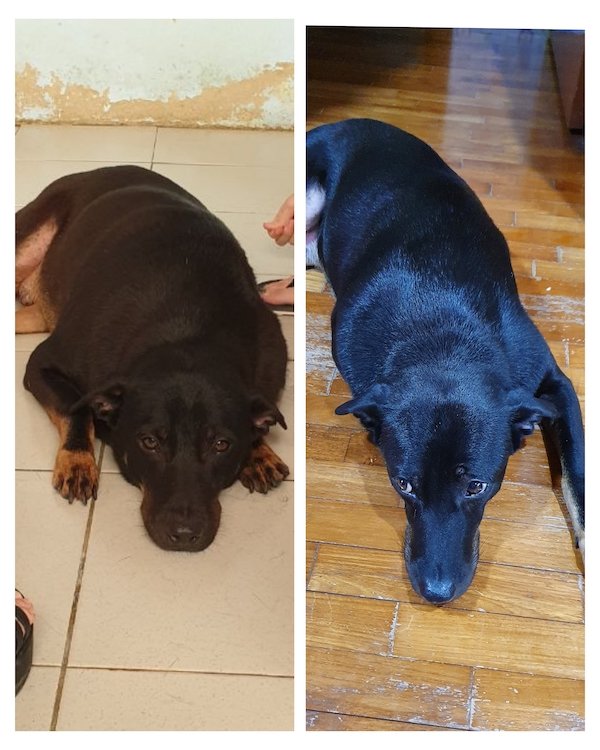 Cute Animals Before And After They Found Their Home (35 pics)
