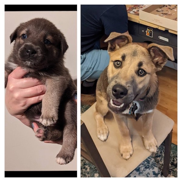 Cute Animals Before And After They Found Their Home (35 pics)