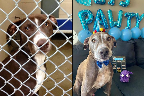 Cute Animals Before And After They Found Their Home (35 pics)