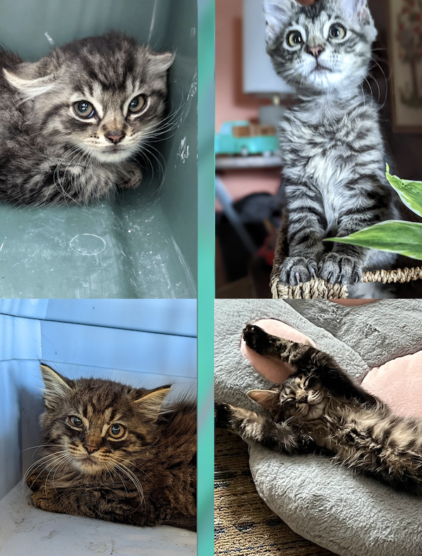 Cute Animals Before And After They Found Their Home (35 pics)
