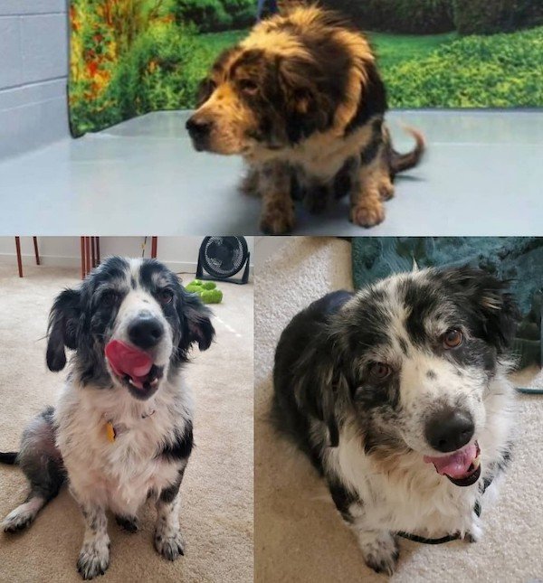 Cute Animals Before And After They Found Their Home (35 pics)