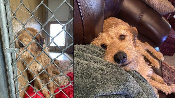 Cute Animals Before And After They Found Their Home (35 pics)