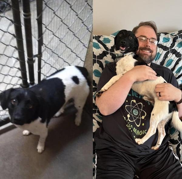 Cute Animals Before And After They Found Their Home (35 pics)