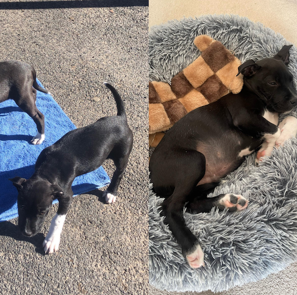 Cute Animals Before And After They Found Their Home (35 pics)