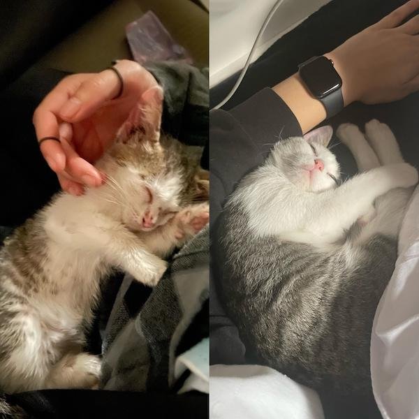 Cute Animals Before And After They Found Their Home (35 pics)