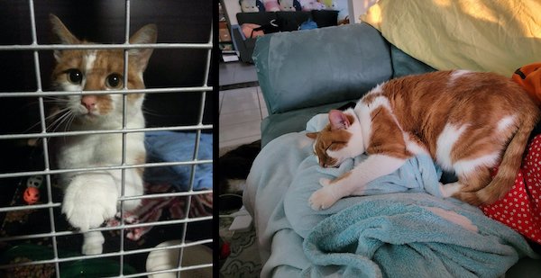 Cute Animals Before And After They Found Their Home (35 pics)