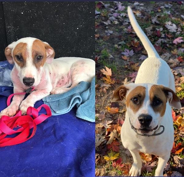 Cute Animals Before And After They Found Their Home (35 pics)