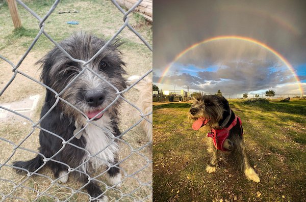 Cute Animals Before And After They Found Their Home (35 pics)