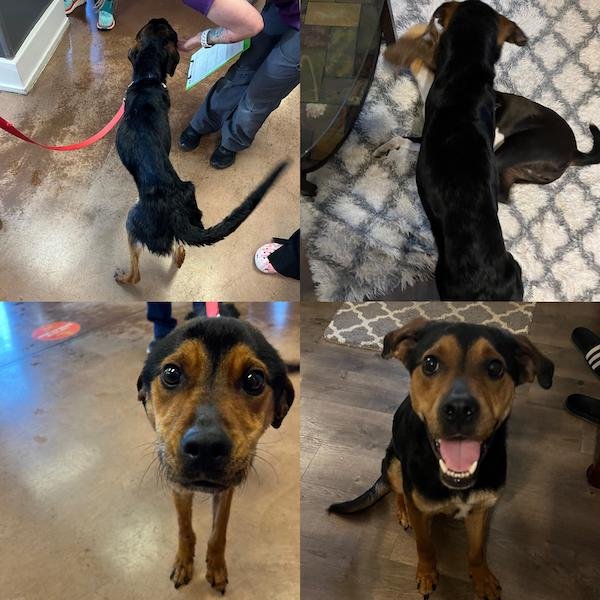 Cute Animals Before And After They Found Their Home (35 pics)
