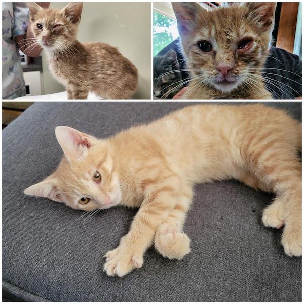 Cute Animals Before And After They Found Their Home (35 pics)
