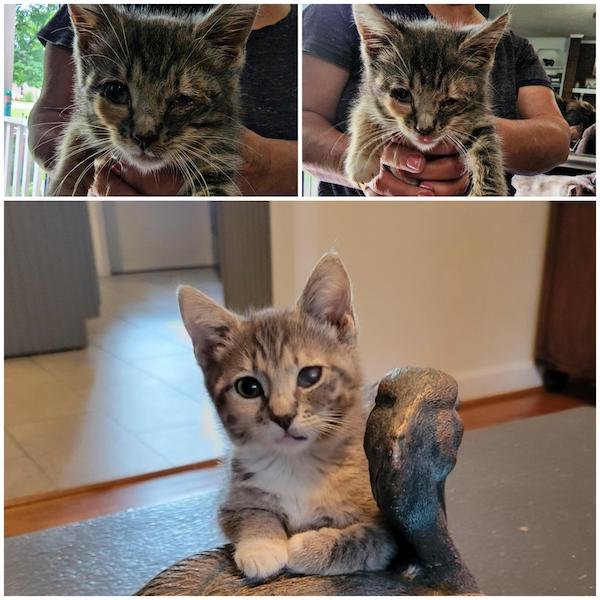 Cute Animals Before And After They Found Their Home (35 pics)