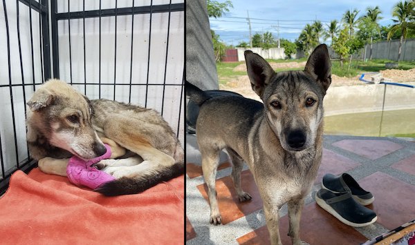Cute Animals Before And After They Found Their Home (35 pics)