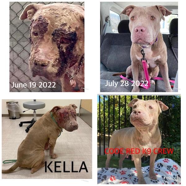 Cute Animals Before And After They Found Their Home (35 pics)
