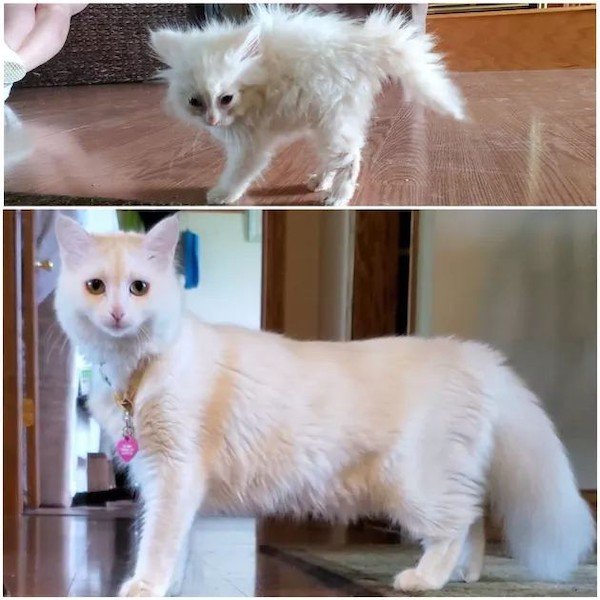 Cute Animals Before And After They Found Their Home (35 pics)