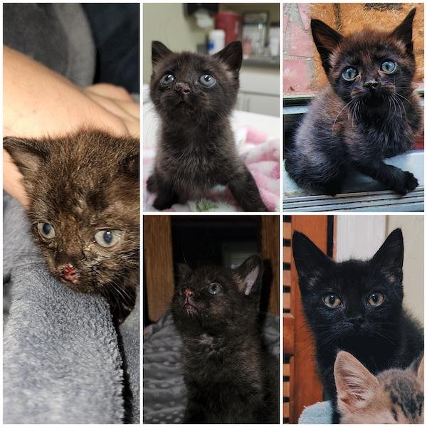 Cute Animals Before And After They Found Their Home (35 pics)