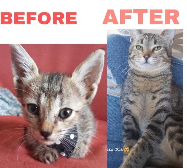 Cute Animals Before And After They Found Their Home (35 pics)