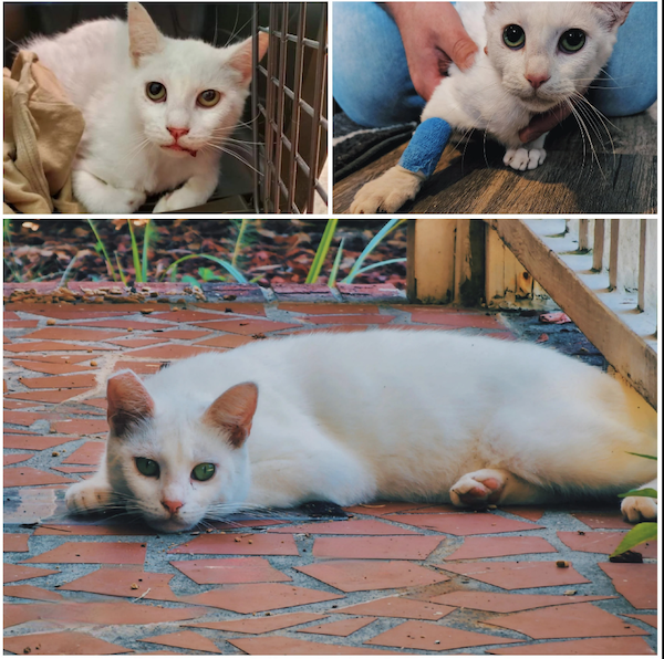 Cute Animals Before And After They Found Their Home (35 pics)