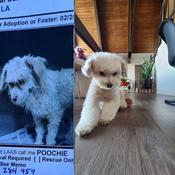 Cute Animals Before And After They Found Their Home (35 pics)