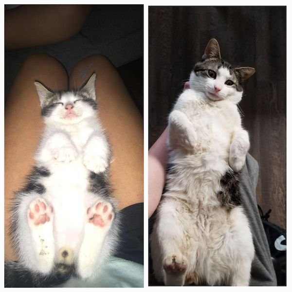 Cute Animals Before And After They Found Their Home (35 pics)