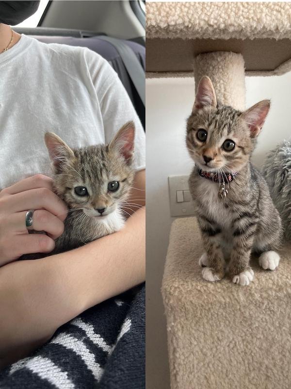 Cute Animals Before And After They Found Their Home (35 pics)