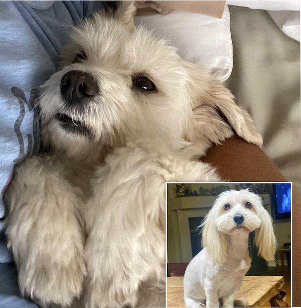Cute Animals Before And After They Found Their Home (35 pics)