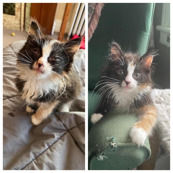Cute Animals Before And After They Found Their Home (35 pics)