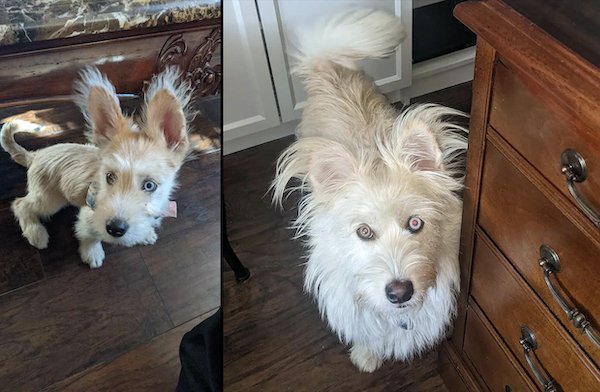 Cute Animals Before And After They Found Their Home (35 pics)
