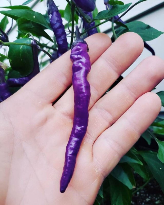 Interesting Finds (20 pics)