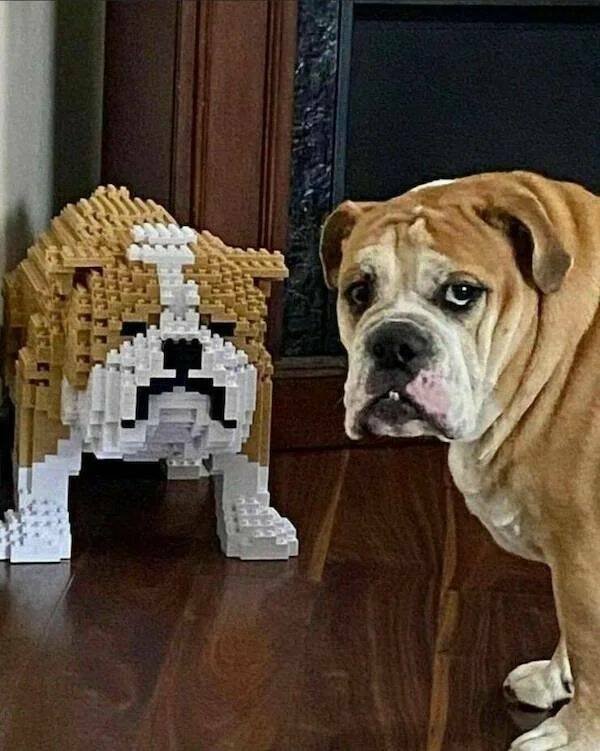 Funny Animals (40 pics)