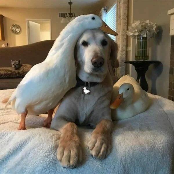 Funny Animals (40 pics)