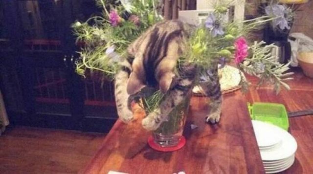 Funny Animals (40 pics)