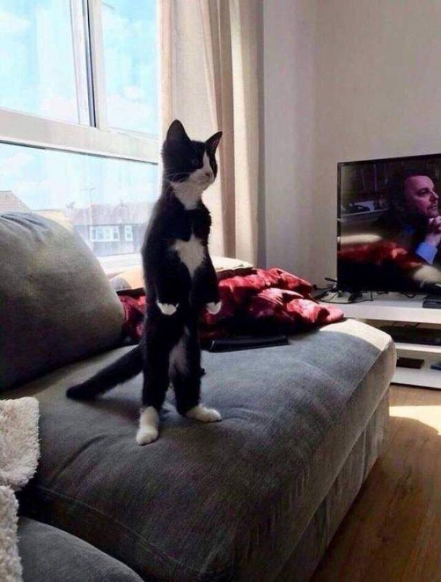 Cute Cats (29 pics)