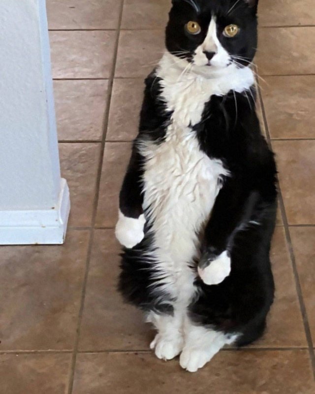 Cute Cats (29 pics)