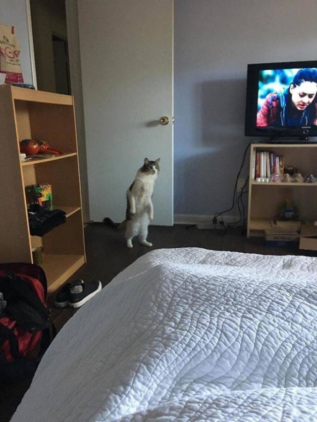 Cute Cats (29 pics)