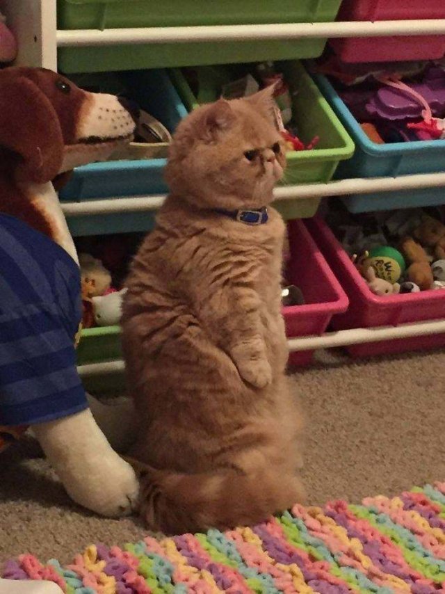 Cute Cats (29 pics)
