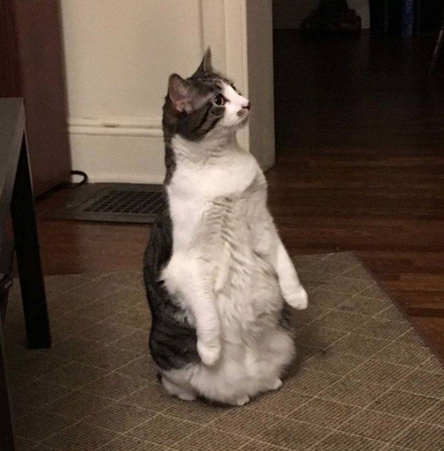 Cute Cats (29 pics)