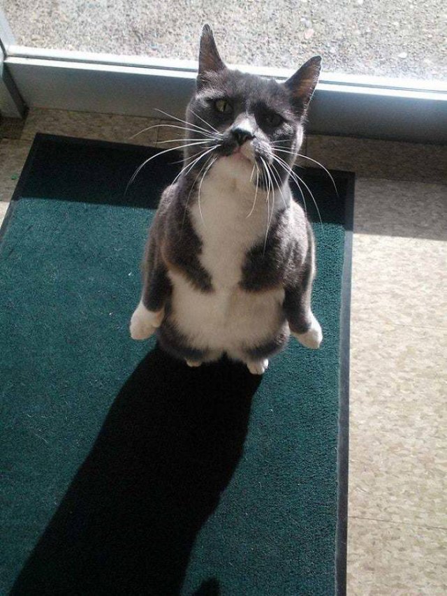 Cute Cats (29 pics)