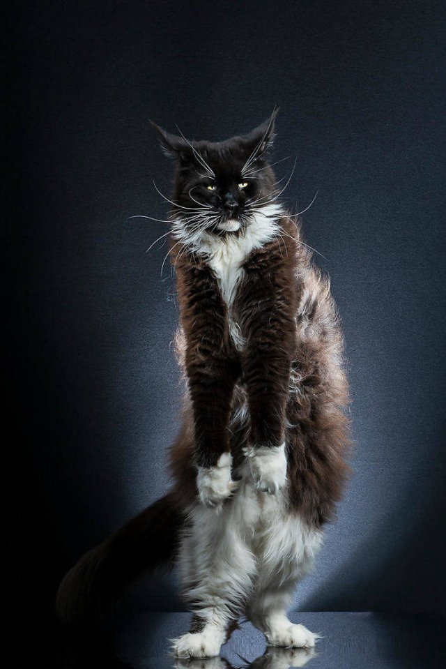 Cute Cats (29 pics)