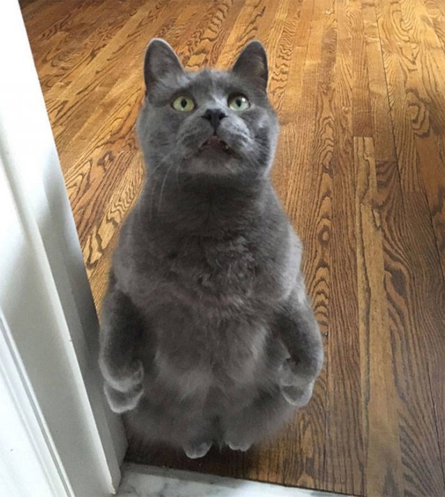 Cute Cats (29 pics)