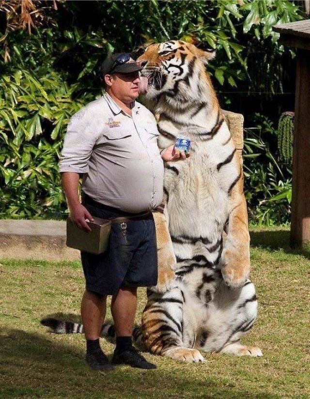 Cute Cats (29 pics)