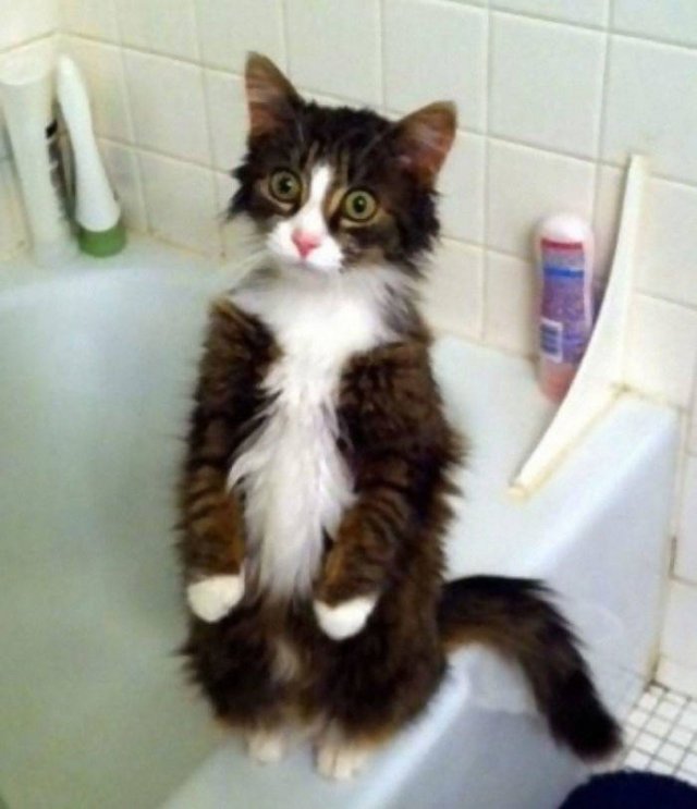 Cute Cats (29 pics)