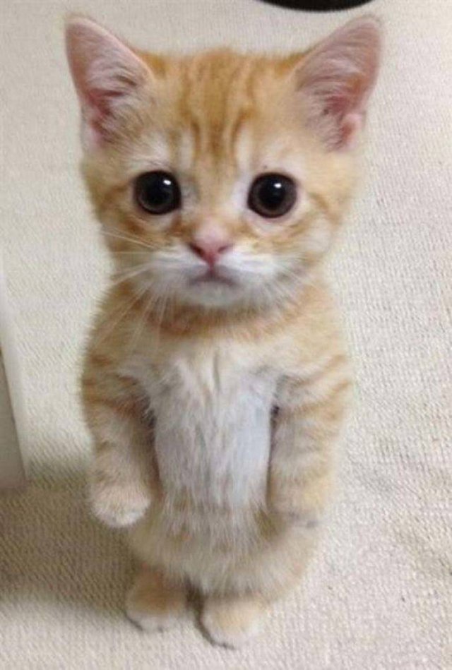Cute Cats (29 pics)