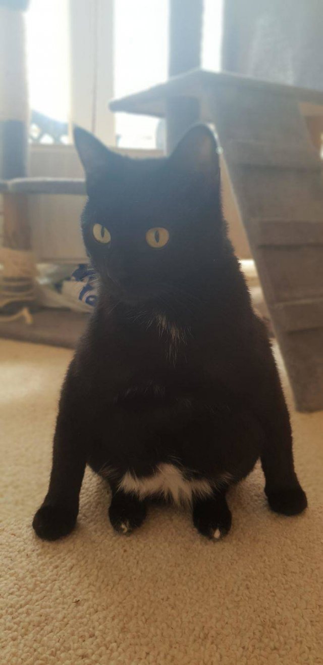 Cute Cats (29 pics)