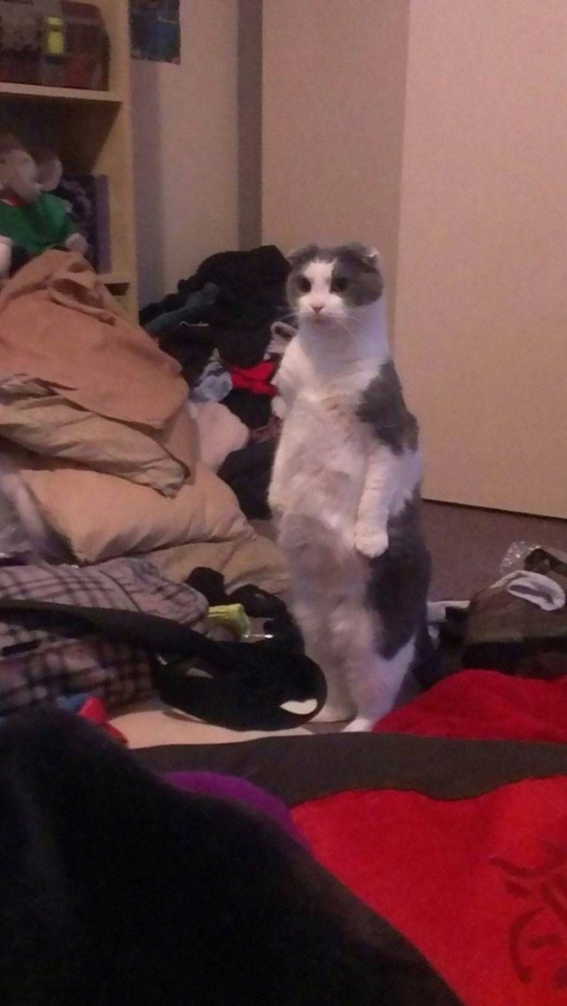 Cute Cats (29 pics)
